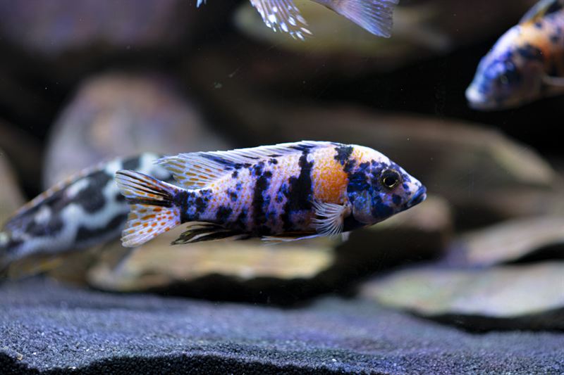 Melanochromis chipokae