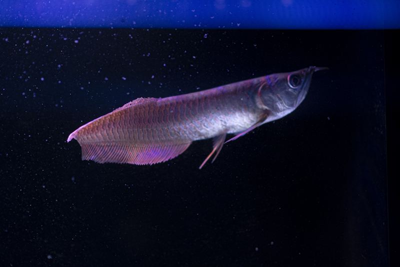 Arowana Silver