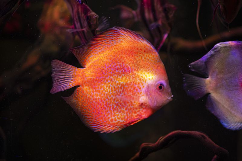 Discus red melon