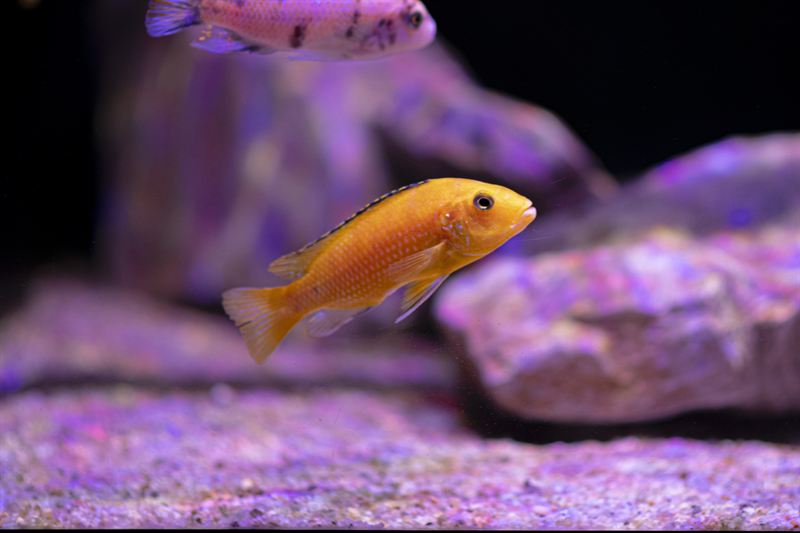 Labidochromis caeruleus Kakusa