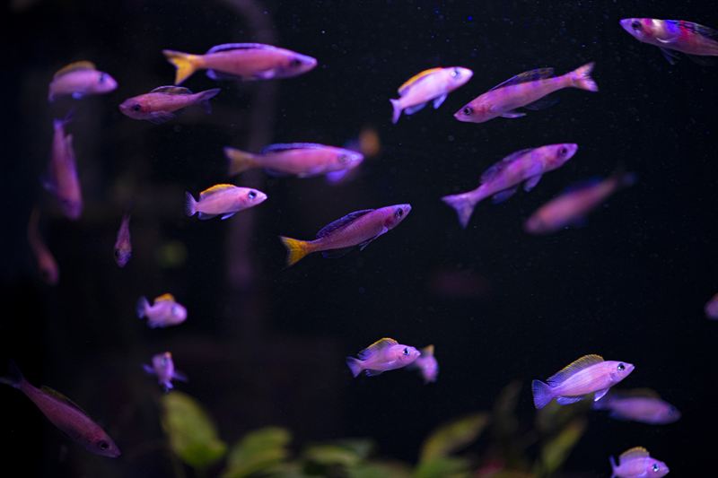 Cyprichromis leptosoma